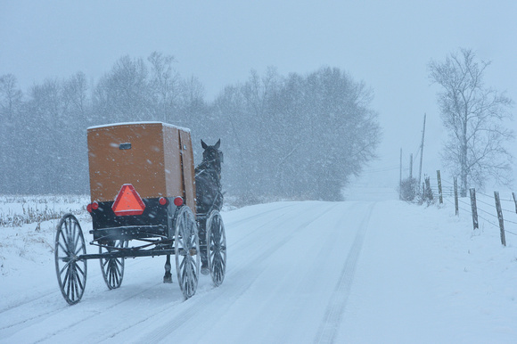 Amish Buggy, New Wilmington, Lawrence County